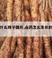 山药长什么样子图片,山药怎么生长的图片大全