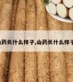 山药长什么样子,山药长什么样子?