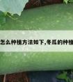 冬瓜怎么种植方法如下,冬瓜的种植方法