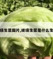 玻璃生菜图片,玻璃生菜是什么生菜