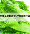 种生菜施什么肥料最好,种生菜施什么肥料最好最快