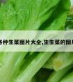 各种生菜图片大全,生生菜的图片