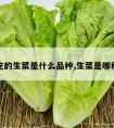 常吃的生菜是什么品种,生菜是哪种菜