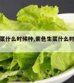 紫色生菜什么时候种,紫色生菜什么时候种植最好