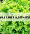 生菜种子怎么种植方法,生菜种籽怎样种植