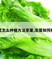 生菜怎么种植方法家里,生菜如何种植