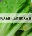 生菜照片大全图片,生菜图片大全 图片真实