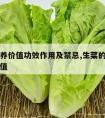 生菜营养价值功效作用及禁忌,生菜的功效与营养价值