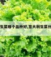 意大利生菜哪个品种好,意大利生菜什么品种好