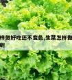 生菜怎样做好吃还不变色,生菜怎样做好吃还不变色呢