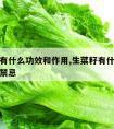 生菜籽有什么功效和作用,生菜籽有什么功效和作用禁忌