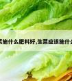 生菜施什么肥料好,生菜应该施什么肥