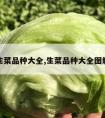 生菜品种大全,生菜品种大全图解