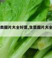 生菜种类图片大全好菜,生菜图片大全大图片大全