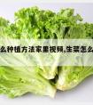 生菜怎么种植方法家里视频,生菜怎么种的视频