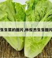 生生菜的图片,林俊杰生生图片