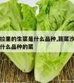 蔬菜沙拉里的生菜是什么品种,蔬菜沙拉里的生菜是什么品种的菜