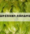 生菜的品种名称及图片,生菜的品种名称及图片大全