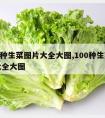 100种生菜图片大全大图,100种生菜图片大全大图