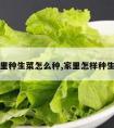 家里种生菜怎么种,家里怎样种生菜