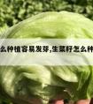 生菜怎么种植容易发芽,生菜籽怎么种植容易发芽