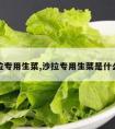 沙拉专用生菜,沙拉专用生菜是什么菜