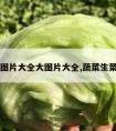 生菜图片大全大图片大全,蔬菜生菜图片