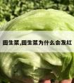 圆生菜,圆生菜为什么会发红