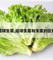 结球生菜,结球生菜和生菜的区别