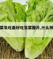 哪种生菜生吃最好吃生菜图片,什么样的生菜好吃