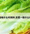 生菜最晚什么时候种,生菜一般什么时候种