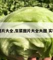 生菜图片大全,生菜图片大全大图 实物图片