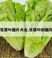 生菜叶图片大全,生菜叶的图片