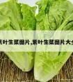 紫叶生菜图片,紫叶生菜图片大全